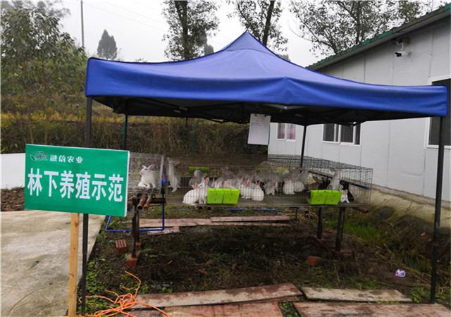 林下兔子养殖树模