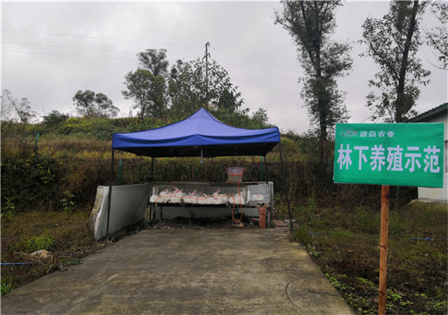 林下兔子养殖树模