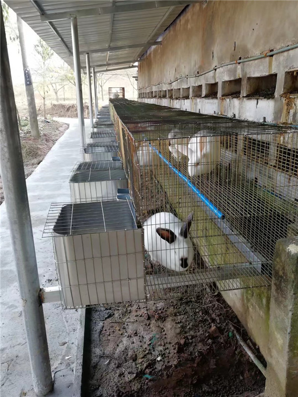 养兔树模基地
