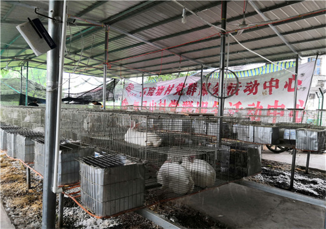 养兔树模基地
