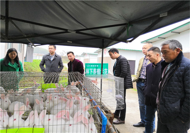 养兔树模基地