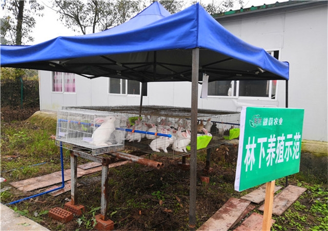林下兔子养殖树模