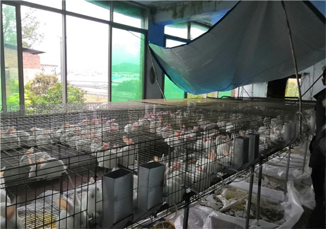 养兔树模基地